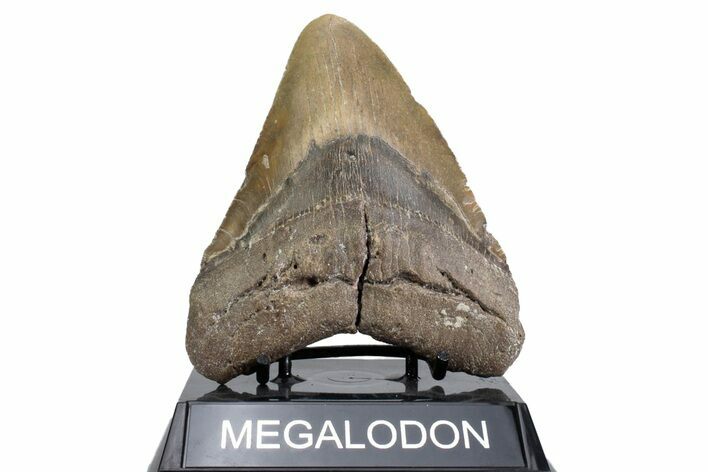 Fossil Megalodon Tooth - North Carolina #380156